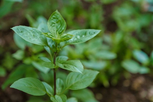 ¿Cómo hacer que un jardín urbano sea más ecológico utilizando materiales reciclados?